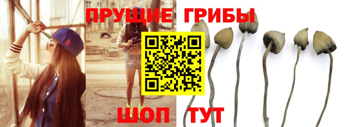 Галлюциногенные грибы Psilocybine cubensis Острогожск